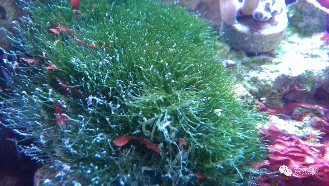 海缸藻类,海缸绿藻的控制方法