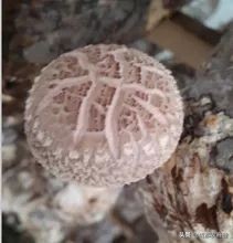 香菇种植技术培训教程,椴木香菇种植与管理