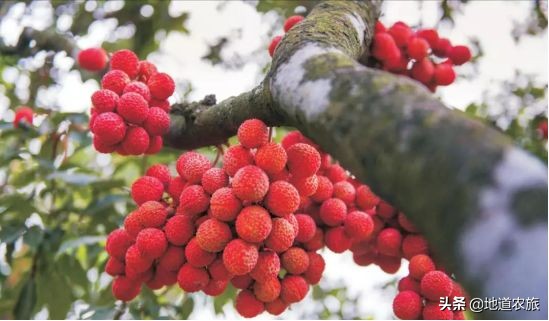 高州荔枝基地介绍,高州荔枝电力产业园