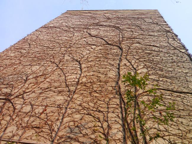 绿化爬山虎种植方法,爬山虎绿化应用