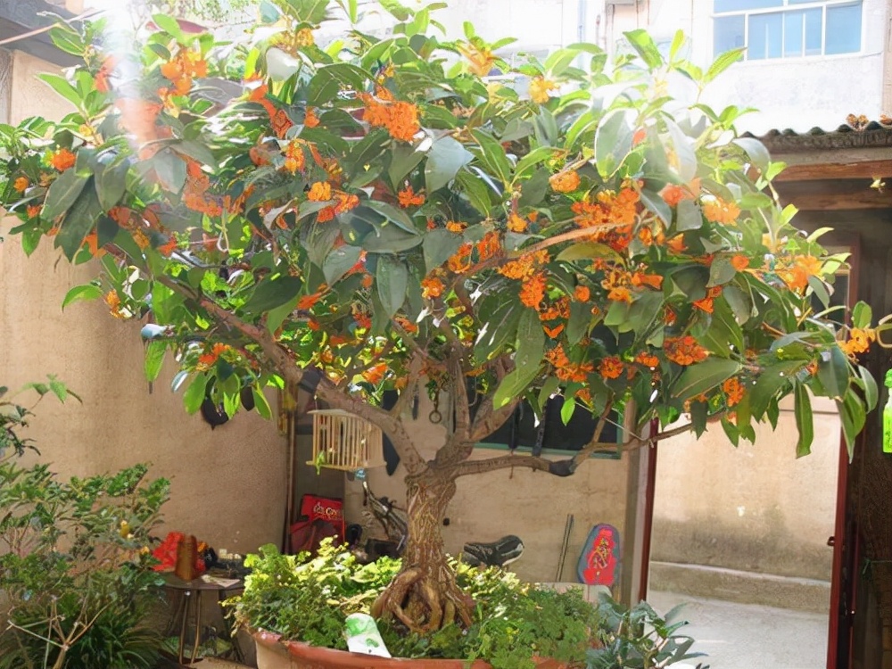 人养花花养人下句,什么花好养活又好看还可以吃的