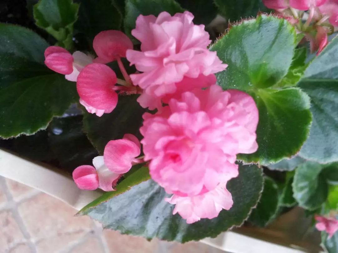 四季海棠浇水过多的挽救方法,四季海棠水浇多了叶子怎样表现