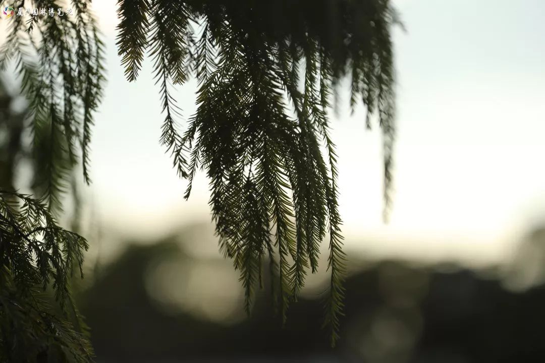 速来！园博苑有让*欲人**罢不能的季相变化之美，还有众多萌物陪伴你~