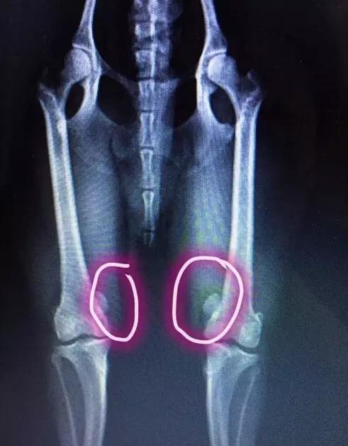 狗狗教狗站立,怎么样可以教狗狗学会站立