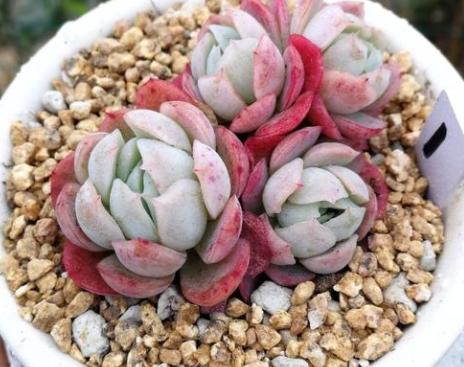 多肉叶片喷水有助上色吗,给多肉上色的最佳方法