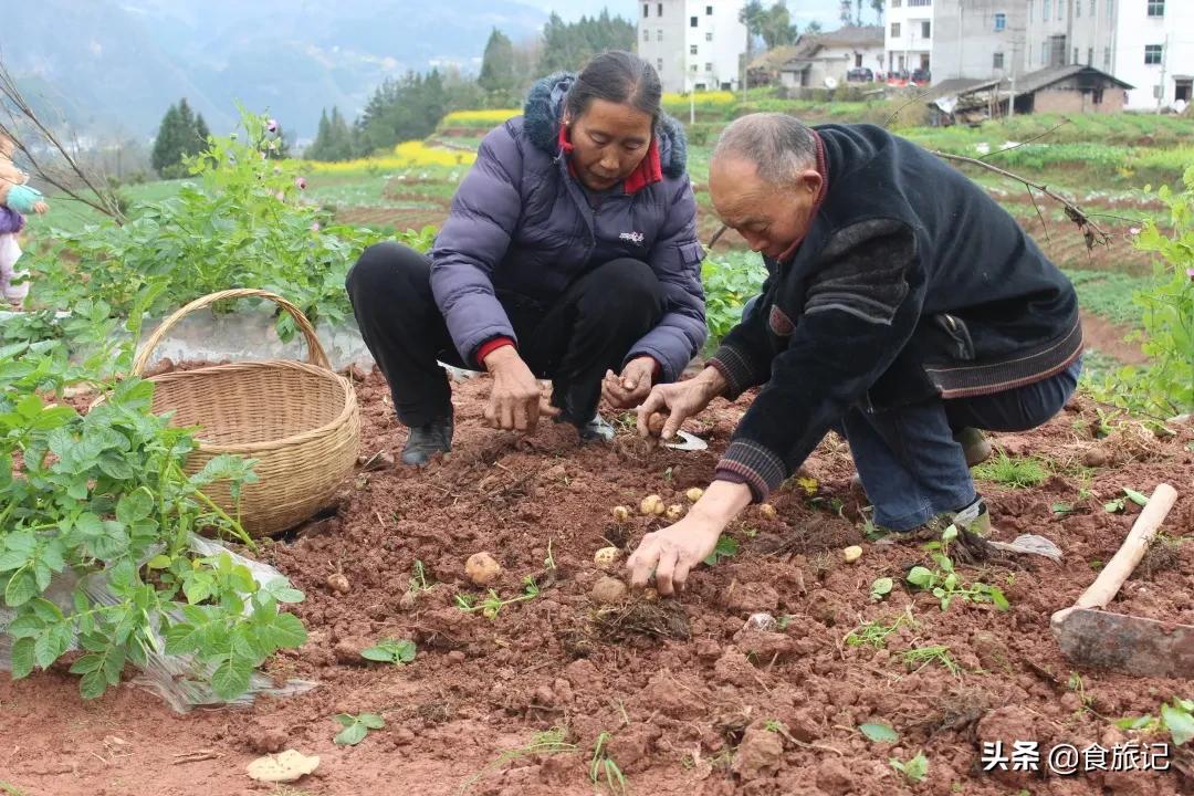 正宗恩施炕土豆摆摊,恩施炕土豆哪里卖的好吃