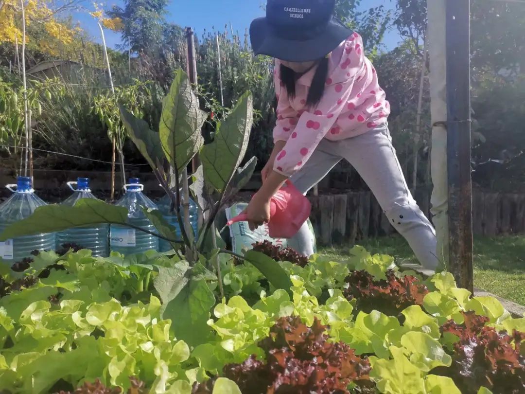 疫情下新西兰的遛娃生活,疫情下新西兰旅行