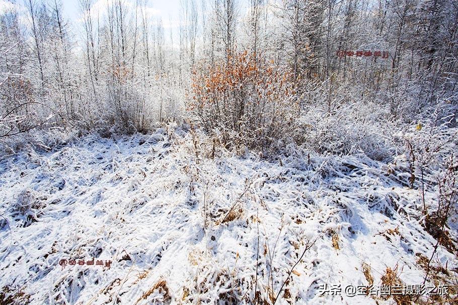 在莫尔道嘎，我遇见了最美的秋雪