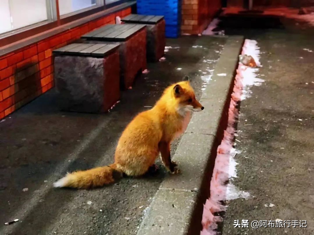 豆瓣9.1分，看过不足1500人，我却复盘了张日本最全野游图