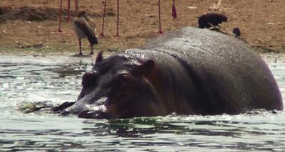 非洲河马钓鱼杀人，却反被人类逼成“脆弱”物种