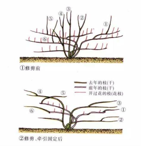 地栽月季冬季修剪时间和方法,藤本月季冬季修剪要不要剪顶端