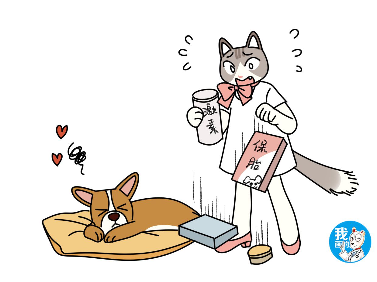 母狗真怀孕和假怀孕的区别,小奶狗出现呕吐症状