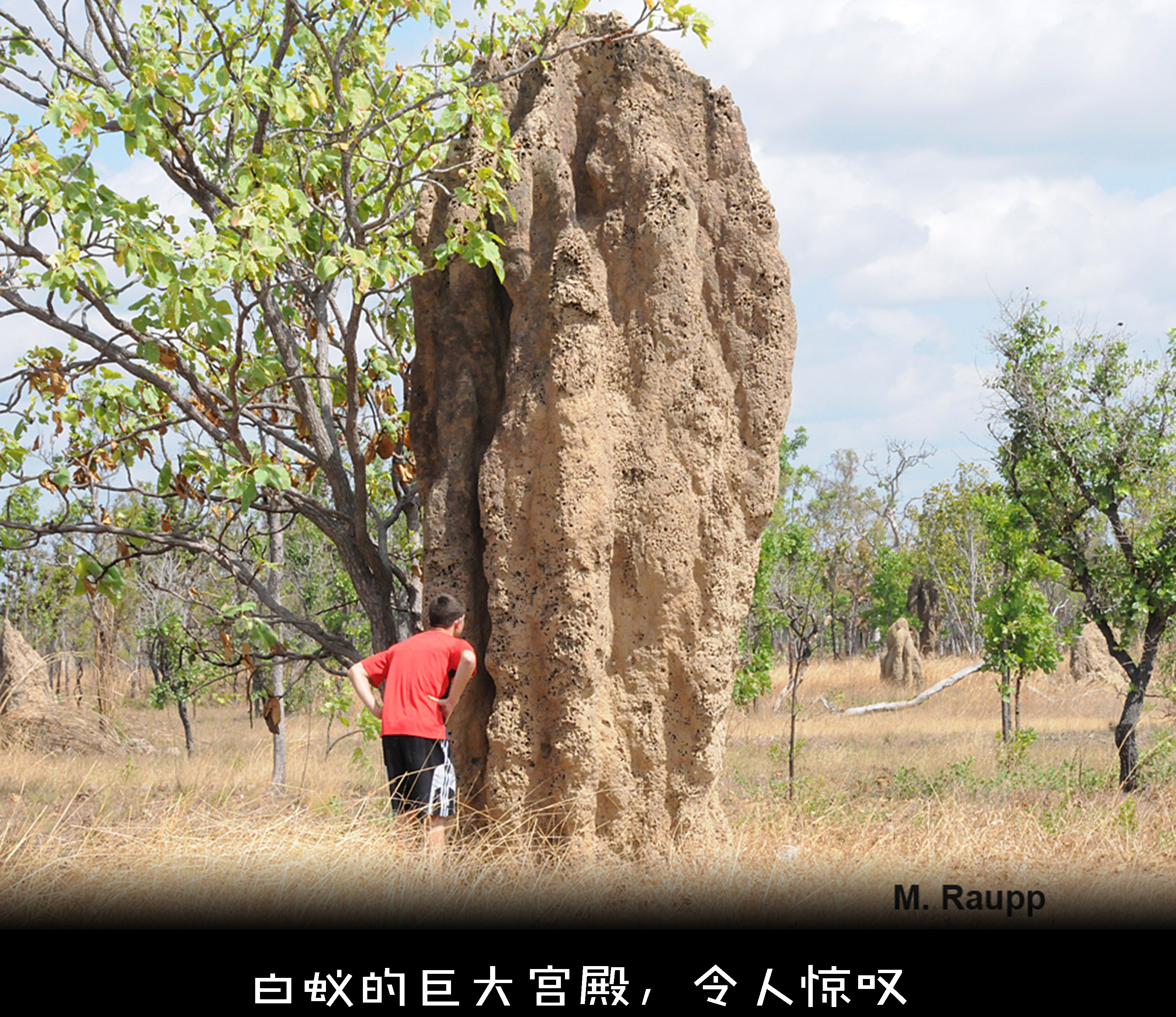 为什么成灾的蝗虫有毒,为什么会有蝗灾
