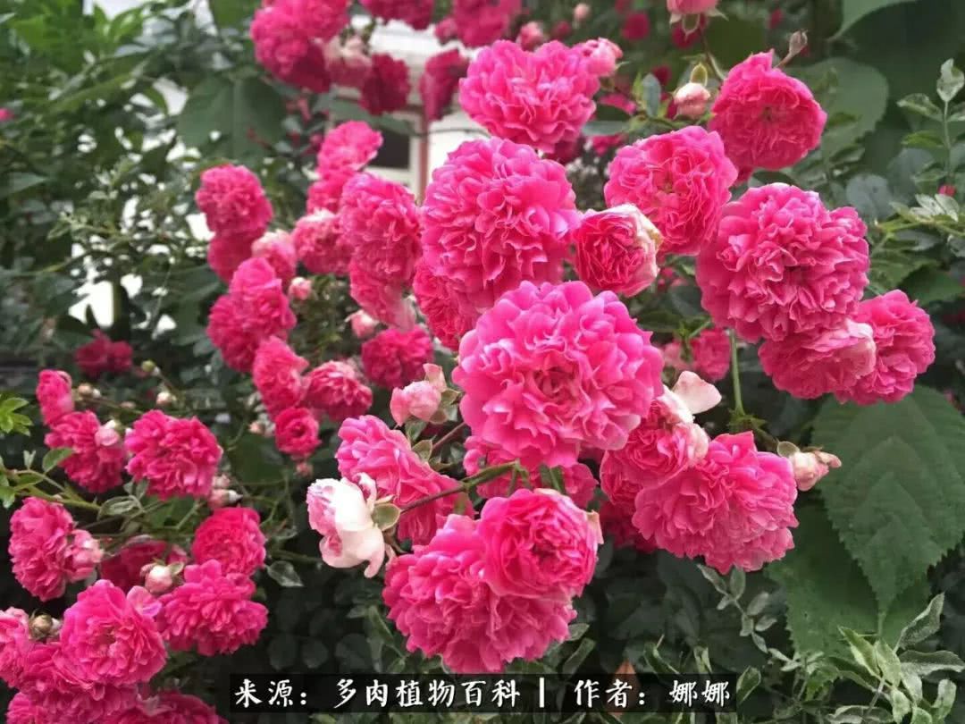 篱笆花开情常在，守你一生不变！