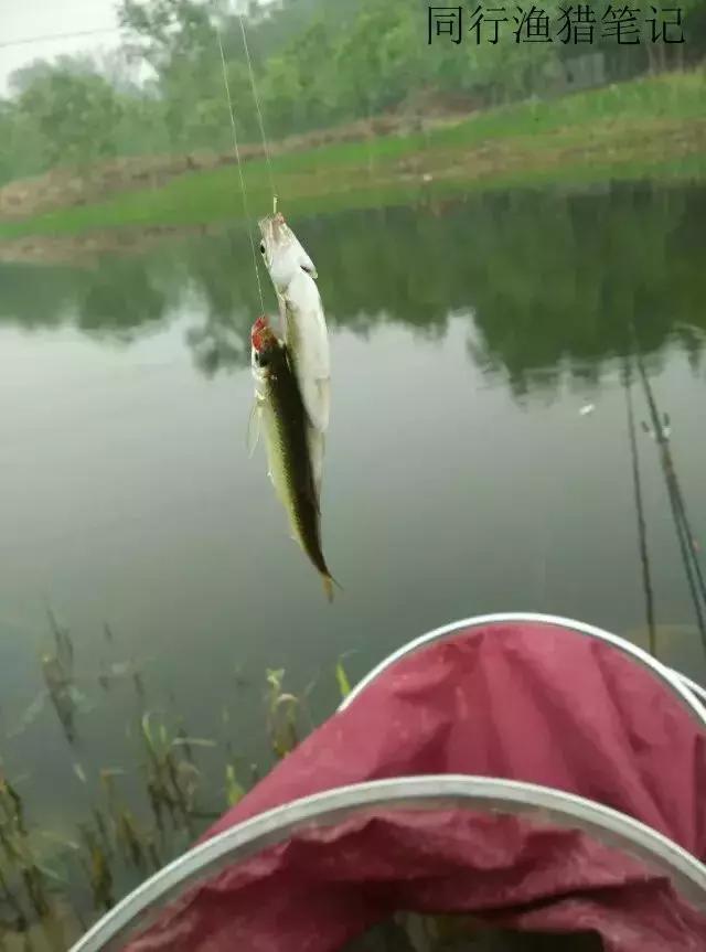 钓鱼记录2019,最新的钓鱼日记