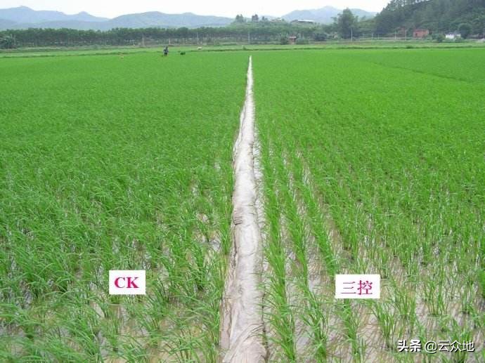 水稻施肥管理技术视频,水稻各时期施肥量和施肥方法