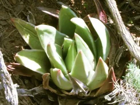 天使之泪多肉老桩,天使之泪多肉状态图