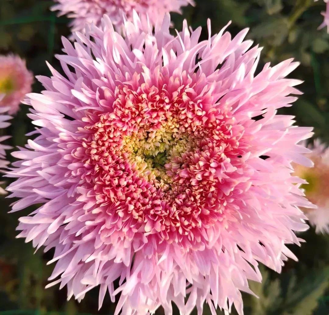 泰迪向日葵菊花,泰迪向日葵和玫瑰