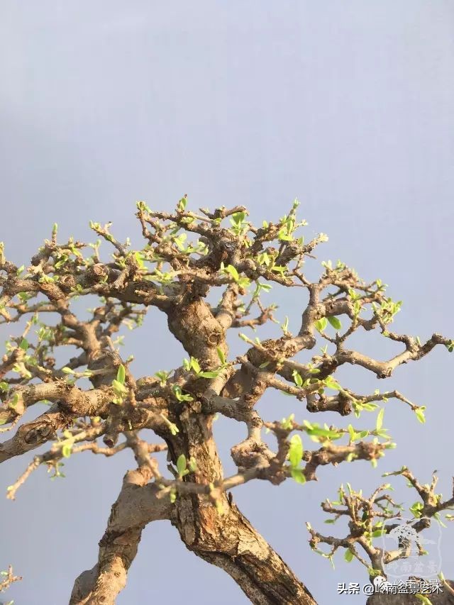 文人杂木盆景精品欣赏,可以做盆景的杂木图片大全