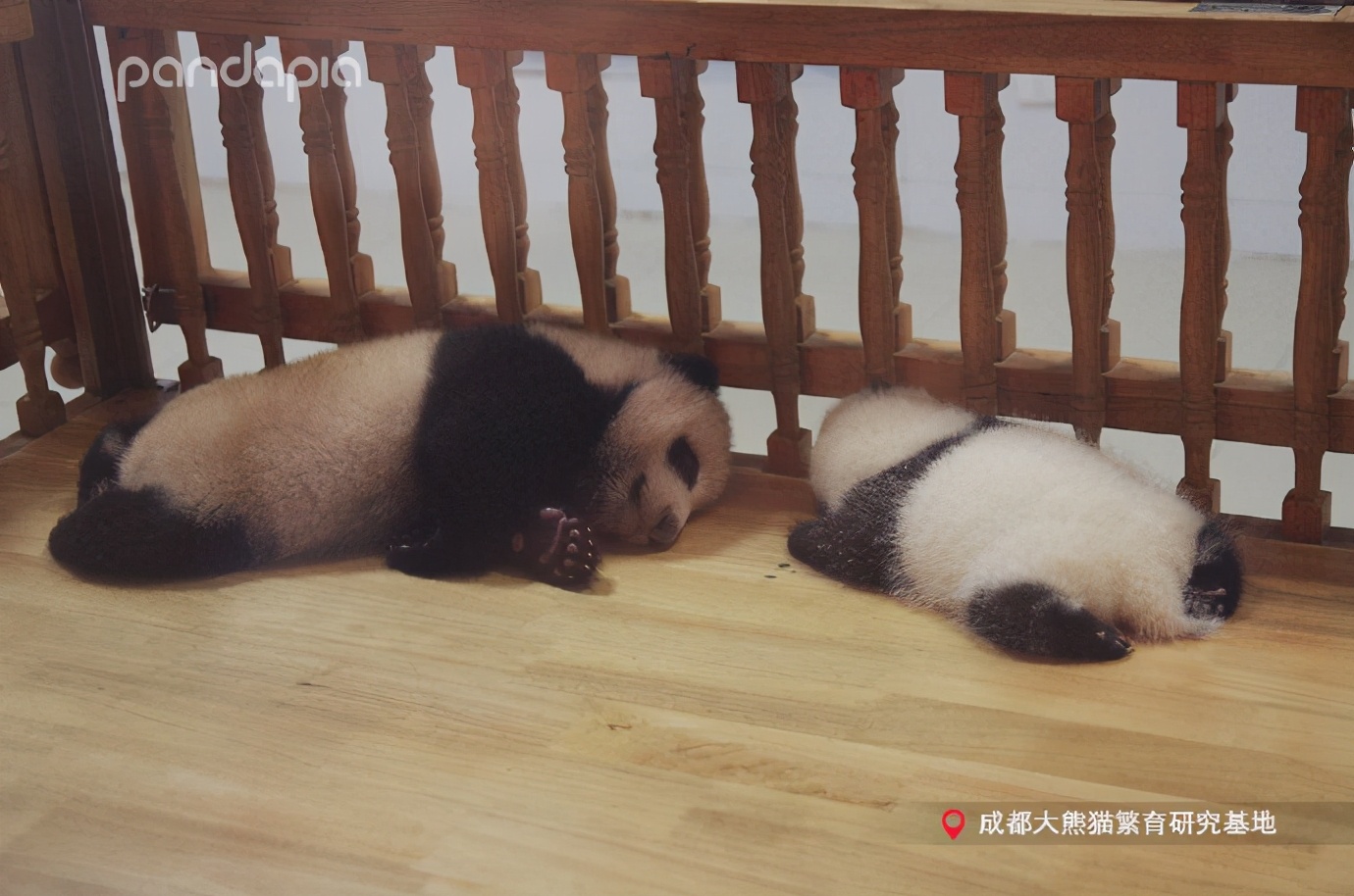 出彩“滚滚”|每一只熊猫都是潜力股......