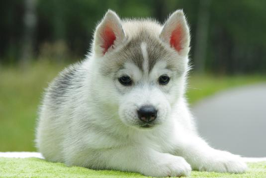 羊奶粉能给狗狗补充营养吗,羊奶粉对生病狗狗的好处和功效