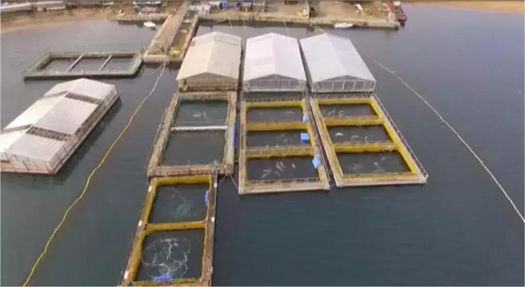 海洋馆的海洋动物表演,小孩子看的海洋动物视频