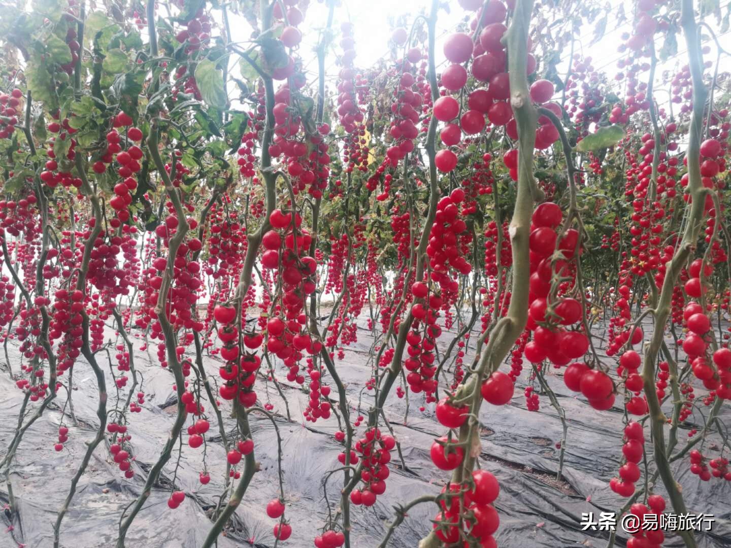 易嗨旅行带您天津宁河-芦台板桥休闲踏春游