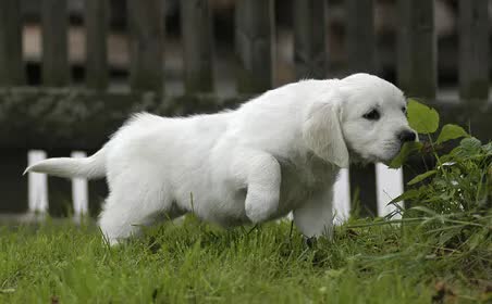 生病狗狗死之前的征兆,狗狗生病快不行的征兆