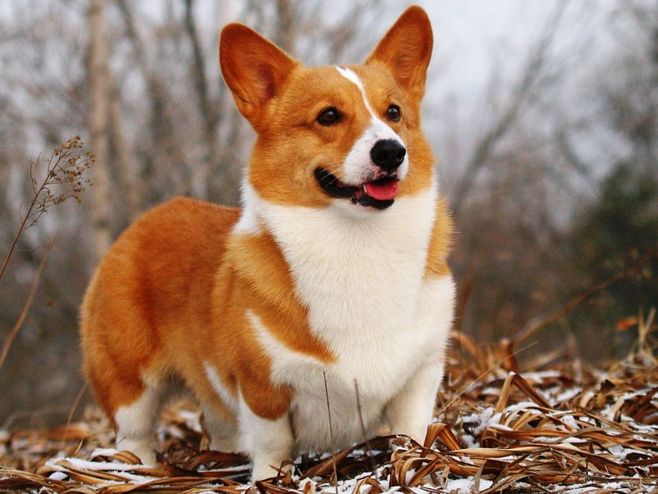 最聪明的狗狗排行榜第一位,国内狗狗的品种大全