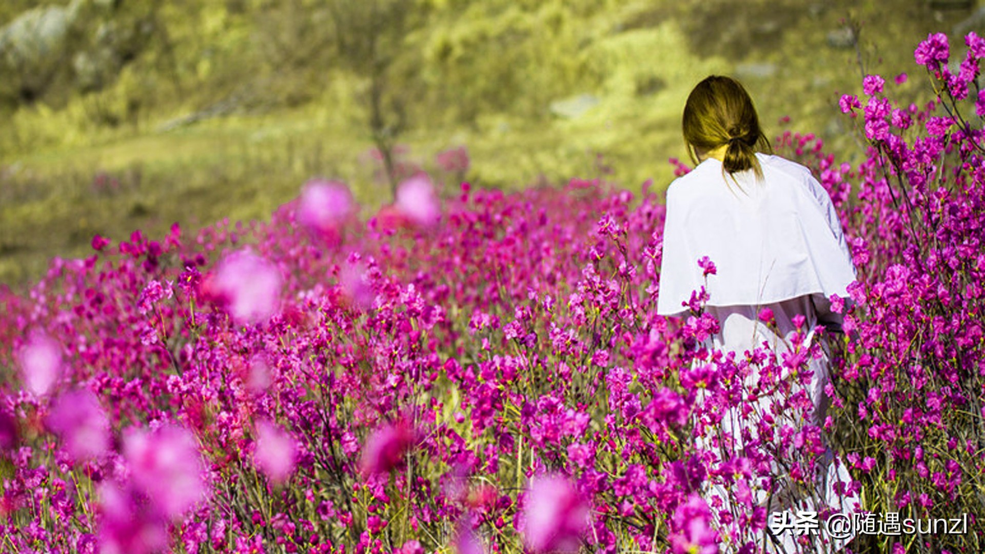 岫岩黄岭子映山红景区简介,岫岩开映山红在哪个地方