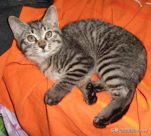 为什么中国的土猫在国外很昂贵,为什么土猫这么便宜外国猫这么贵