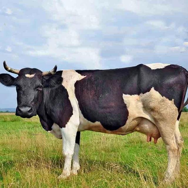 牛最常见的病用什么药,牛胃炎的中药治疗方案