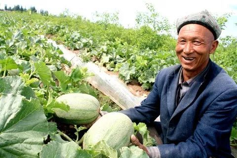 名扬四海的新疆瓜果,带你一起吃遍新疆瓜果