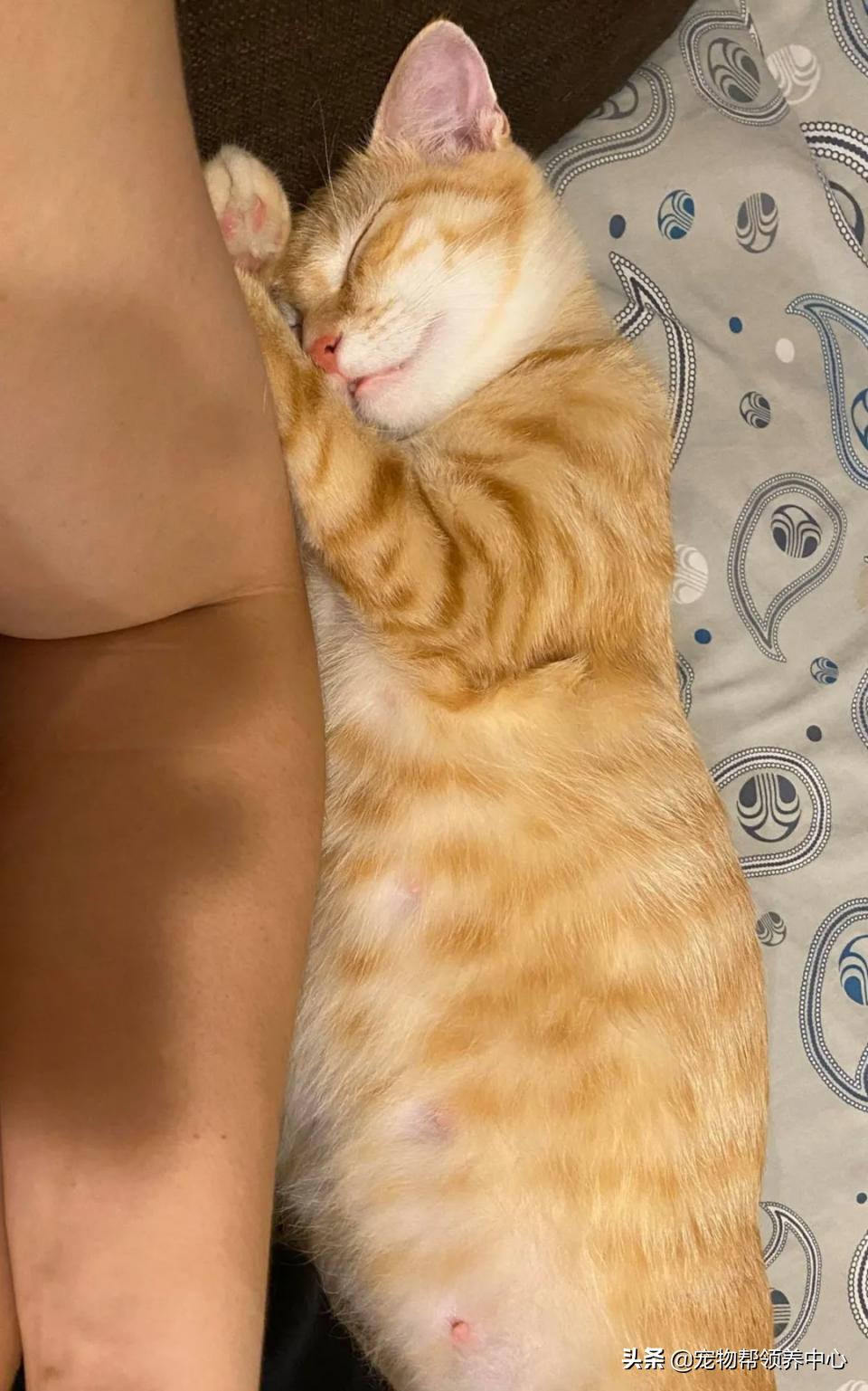橘猫整日不出闺房却突然胎动？检查令爸崩溃：哪个死小子干的？