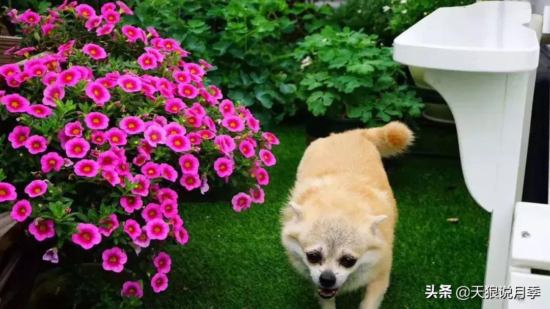 露台打造花海,她用10年改造庭院