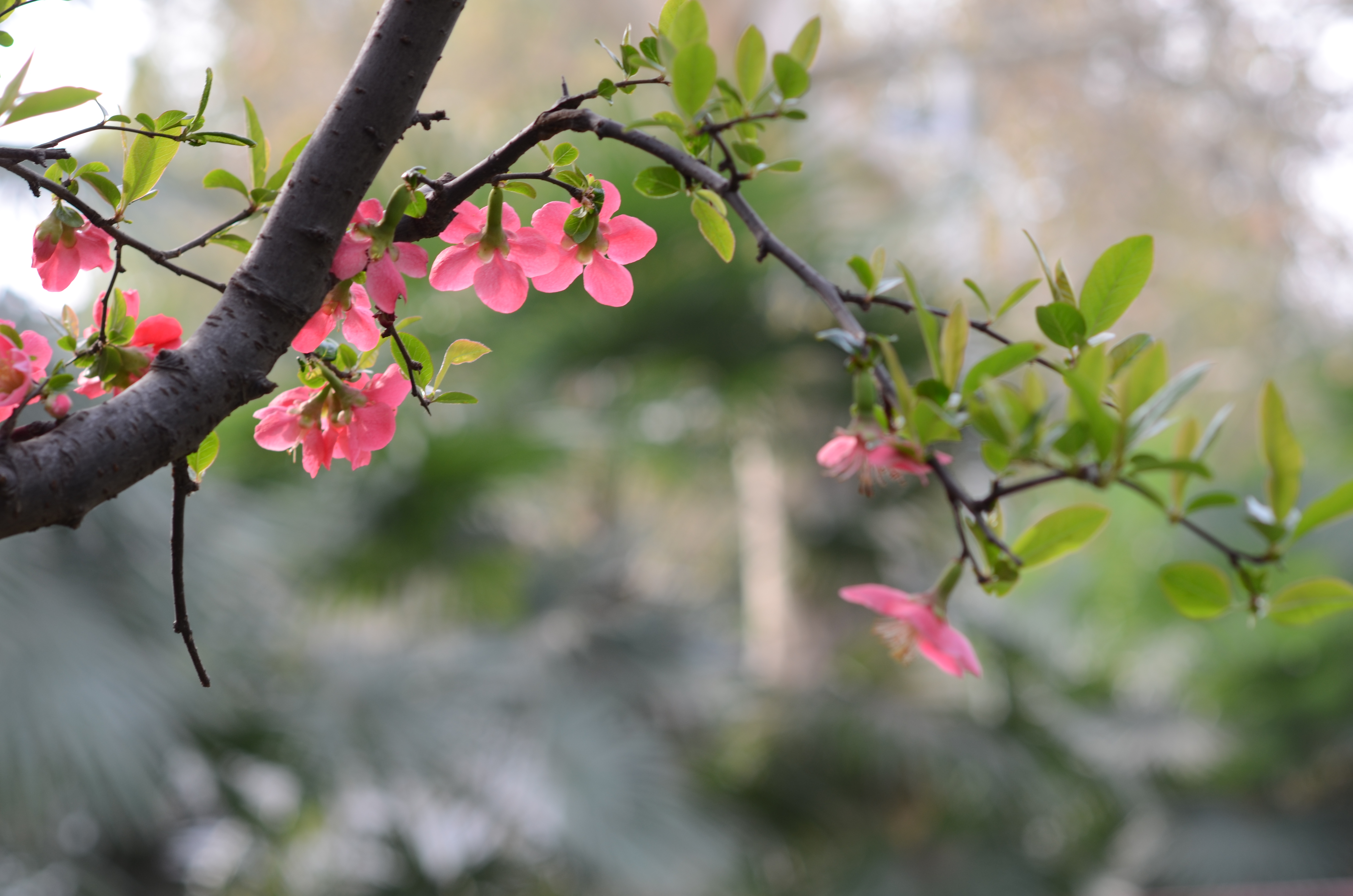 人像风景定焦镜头推荐,人像镜头拍花