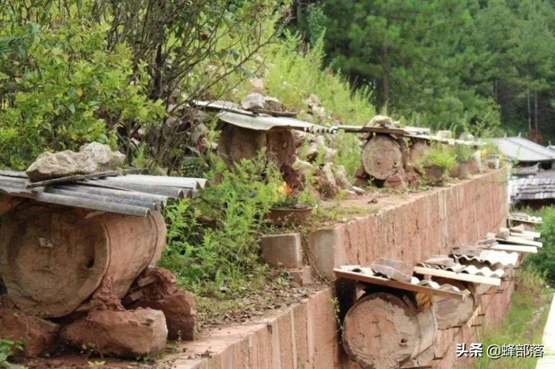 养蜜蜂技术让蜜蜂只进不出的机关,养蜂人不要的蜜蜂如何养殖成功