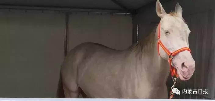 汗血宝马马术表演,汗血宝马蒙古马赛跑