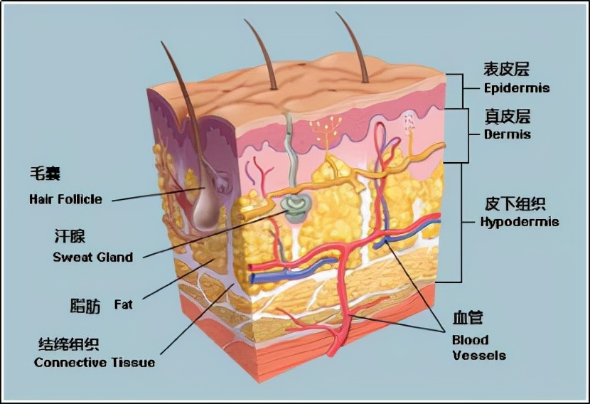 皮肤为什么会变干变硬,干燥的皮肤怎样变得水润