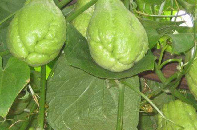 佛手瓜叶子黄是怎么回事,佛手瓜叶子发黄怎么补救