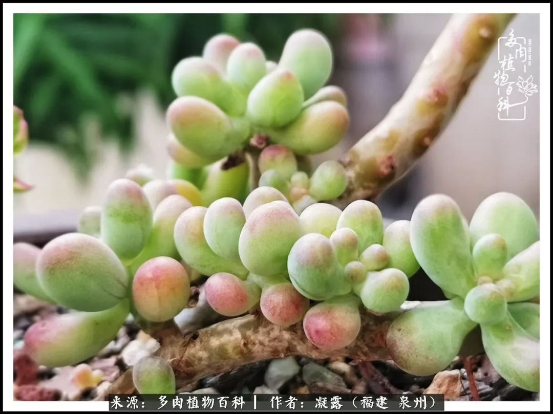 多肉日记严选,多肉日记大全100字