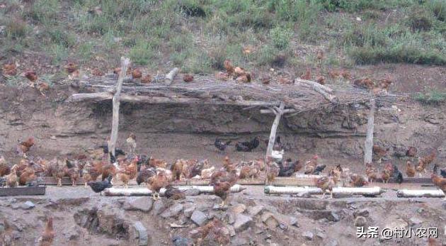 回农村搞养土鸡土鸡蛋发展怎么样,农村鸡散养挣钱么