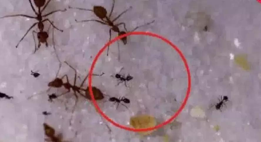 红火蚁出没村民被咬致休克,邕江边红火蚁