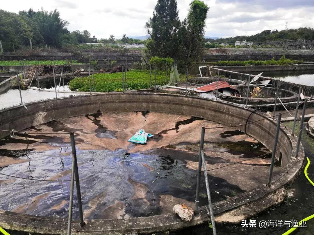 广东淡水白鲳鱼苗养殖,广州淡水鲳鱼苗养殖基地