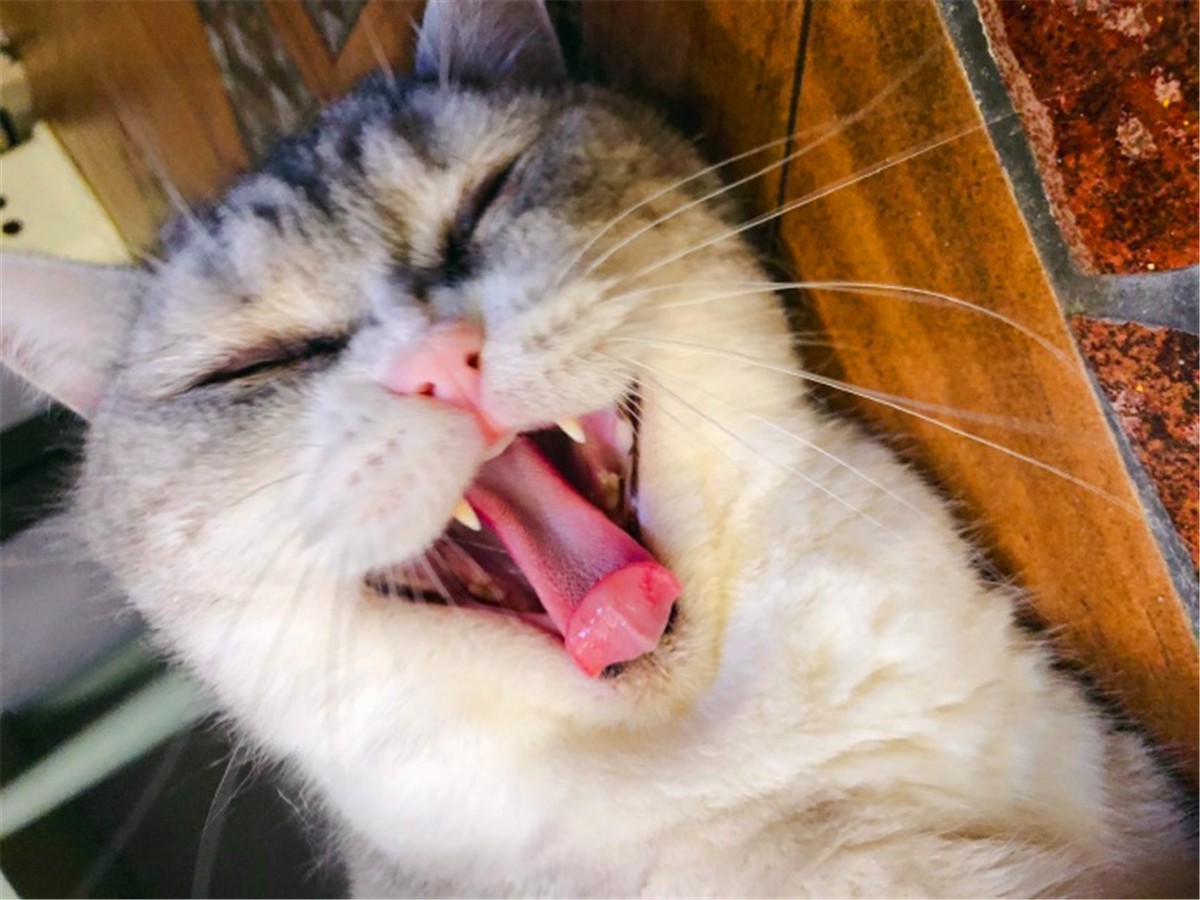 猫咪深度睡眠姿势,猫咪怎样睡觉才说明放松警惕