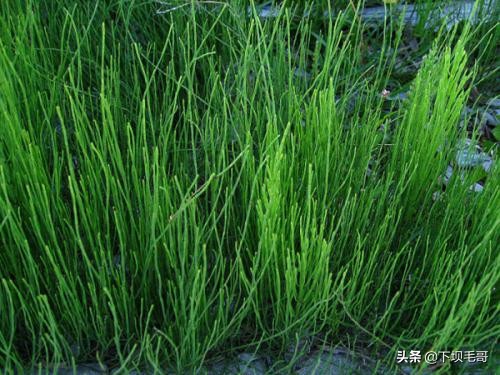 稻田地里长野草,稻田的野草可以当草药吗