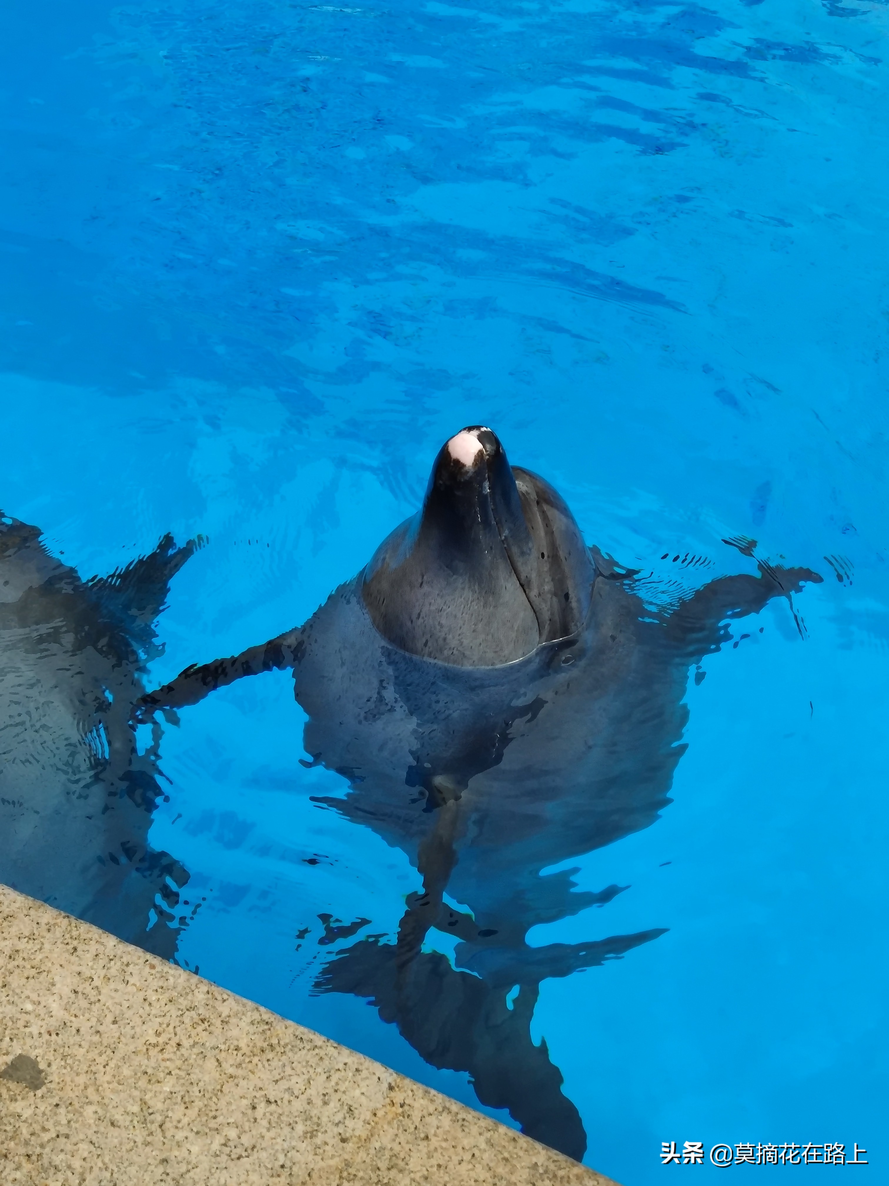 推荐去珠海长隆旅游的原因,一场说走就走的旅行珠海长隆