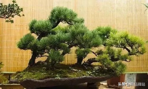 黑松盆景寓意 (黑松盆景风水)