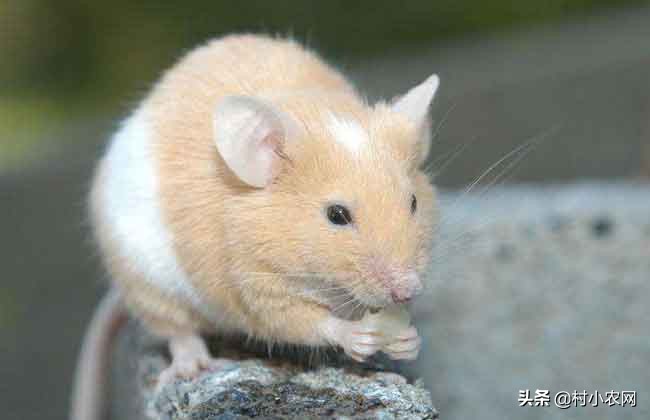 家里有老鼠怎么办老鼠吃什么,老鼠每个地方都有吗