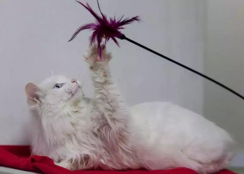 给它们一个家|线上宠物领养日,201903102